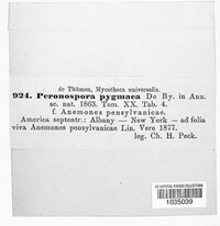Plasmoverna pygmaea image